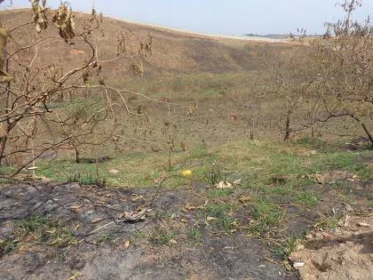 Terreno para venda em Parque Ipiranga II