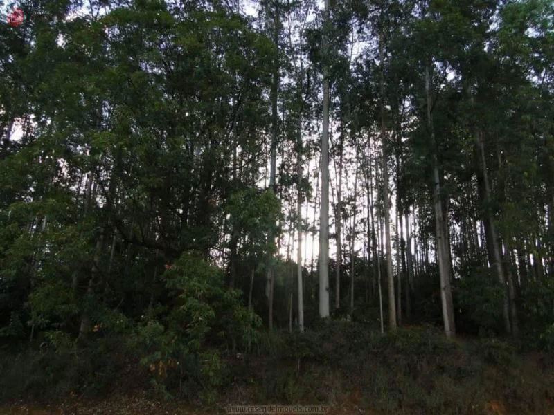 Foto 11 de 35 - Chácara para venda em Alambari