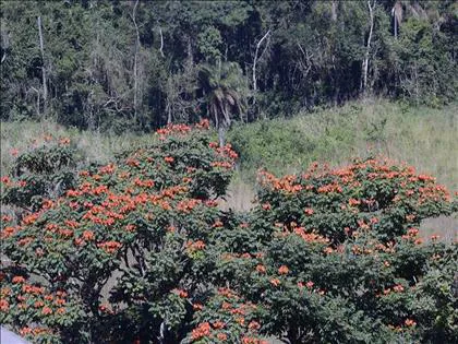 Terreno para venda em Morada do Bosque